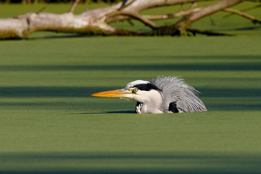 Il bagno dell''airone